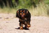 KING CHARLES SPANIEL 195